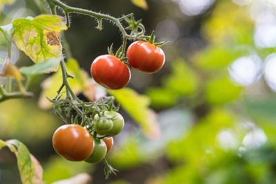 Ripe and unripe tomatoes on their shrub in the garden. close up