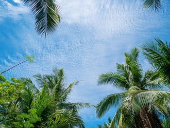 Palm trees against sky