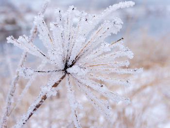 Close-up of frozen plant