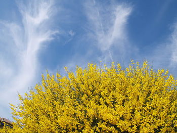 Yellow flowers against sky