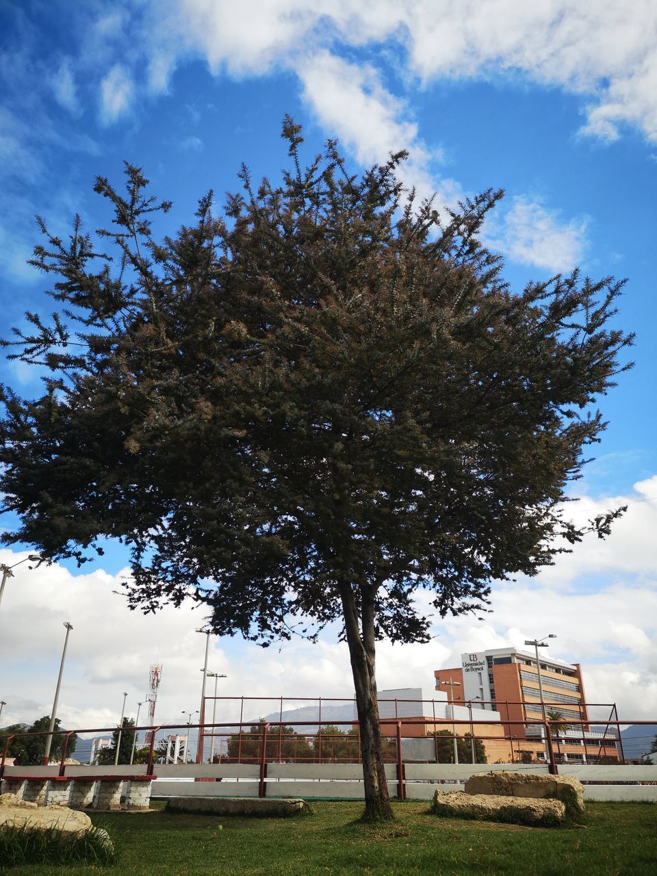 LOW ANGLE VIEW OF TREE BY BUILDING AGAINST SKY