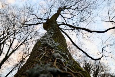 Low angle view of bare tree against sky in forest