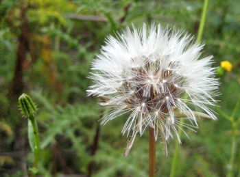 Close-up of dandelion against blurred background