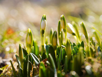 Close-up of fresh green plant in field of snowdrops