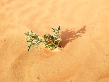 High angle view of plant on sand at beach