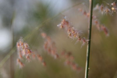 Close-up of flowering plant