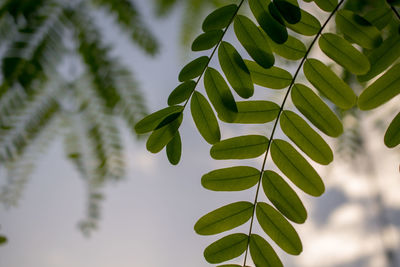 Close-up of green leaves