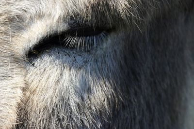 Close-up of horse eye