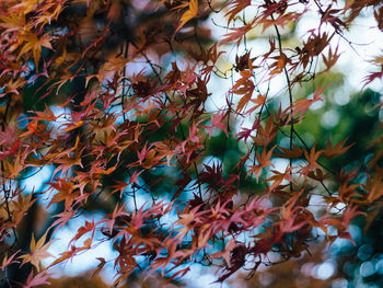 Low angle view of maple tree