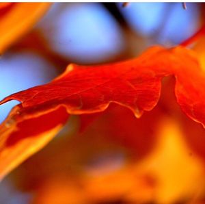 Close-up of red flower