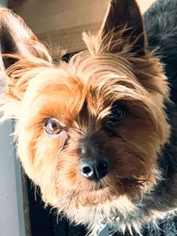 Close-up portrait of dog