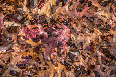 leaf