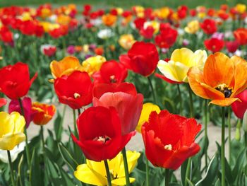 Close-up of red tulips in field