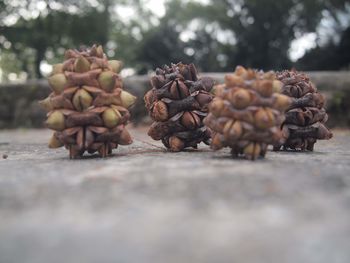 Close-up of pine cones  in a row