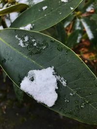 High angle view of snow on leaf