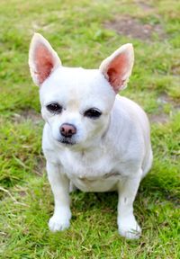 Portrait of white dog on field