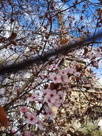 Low angle view of cherry blossom tree