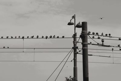 Low angle view of birds perching on cable against sky