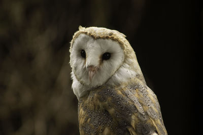 Close-up portrait of an animal against black background