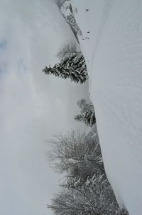 Low angle view of bird on tree against sky