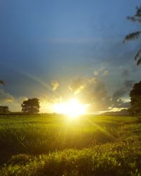 Scenic view of field against sky during sunset