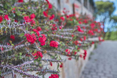 Close-up of flowers