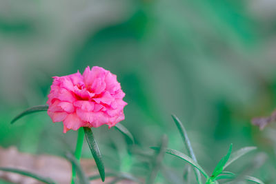 Close-up of pink flowering plant