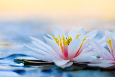 Close-up of water lily