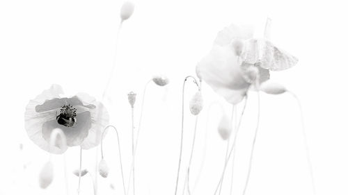 Close-up of white rose against black background