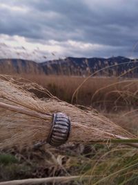 Anillo de paladio en higrofito, gramíneas, humedal