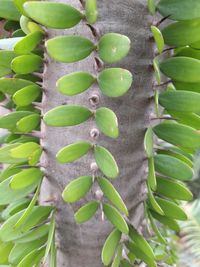 Close-up of succulent plant
