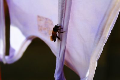 Close-up of insect on purple flower