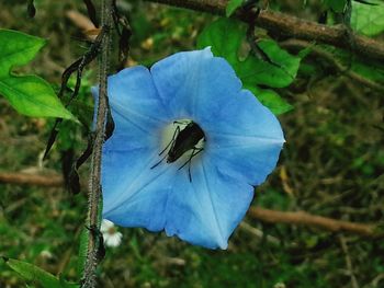 Close-up of blue flower blooming outdoors