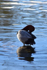 View of bird in lake