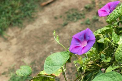 Close-up of pink flowering plant