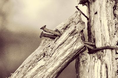 Low angle view of bird perching on tree against sky