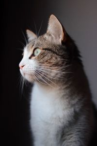 Close-up of a cat looking away