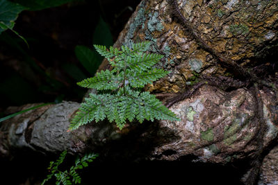 Close-up of lichen on tree trunk