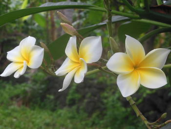 Close-up of frangipani blooming outdoors