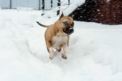 Dog running in snow
