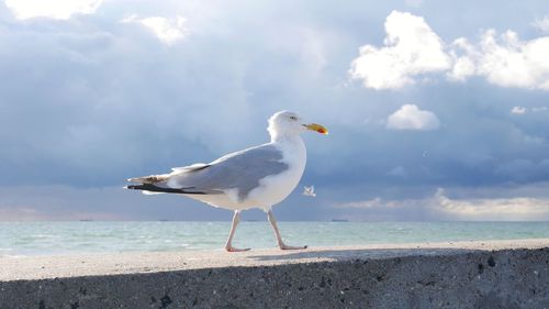 Seagull perching on retaining wall