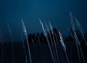 Dried grass in late autumn evening with artificial light. abstract autumn scenery.