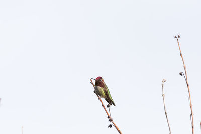 Low angle view of bird perching on clear sky