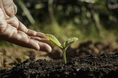 Cropped hand holding plant