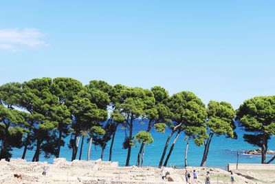 Trees on beach against clear blue sky