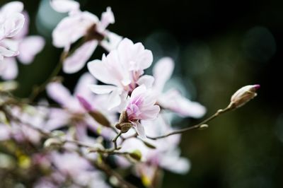 Close-up of flowers on tree