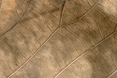 Macro shot of dry leaf