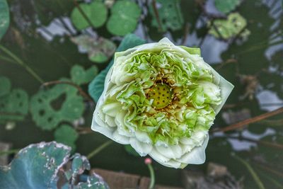 Close-up of white flowering plant