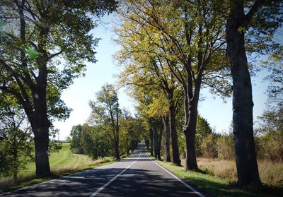 Empty road along trees