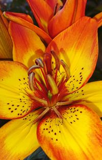 Close-up of yellow lily blooming outdoors